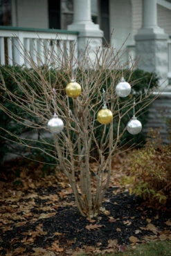 Illuminating Silver Outdoor LED Pulsing 5" Globe - Battery Powered Light Sensor 6 Illuminating Silver Outdoor LED Pulsing 5" Globe - Battery Powered Light Sensor -Solar Christmas Holiday Shop WP550 WP540 inuse day 1